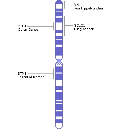 Chromosone 3 contains approximately 1900 genes with approximately 200 million base pairs, of which ~95% have been determined. Image Credit: NIH